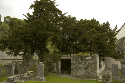 the Fortingall Yew